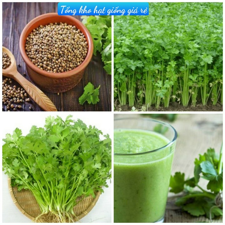 (Gói 200 hạt)Hạt giống rau mùi ( ngò rí )dễ trồng kháng bệnh tốt năng suất cao-Tổng kho hạt giống giá rẻ