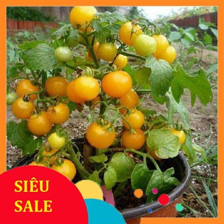 Hạt giống cà chua cherry lùn vàng 30  hạt  TẾT KHUYẾN MẠI