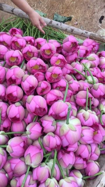 Trà Ướp Hoa Sen Hồ Tây Chính Hiệu!!!!!!😃😃😃😃😃