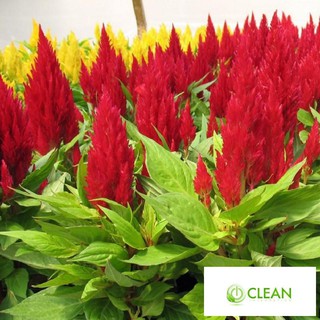 Hạt giống hoa Màu gà lửa (100 hạt)
