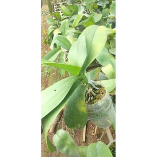 Hoa lan hồ điệp đại