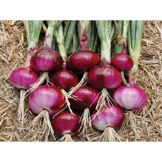 Hành Bột Vipep 500gr - Bỏ Sỉ