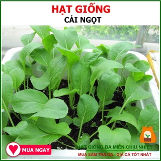 Hạt Giống Cải Ngọt, Ăn Mềm, Ngọt