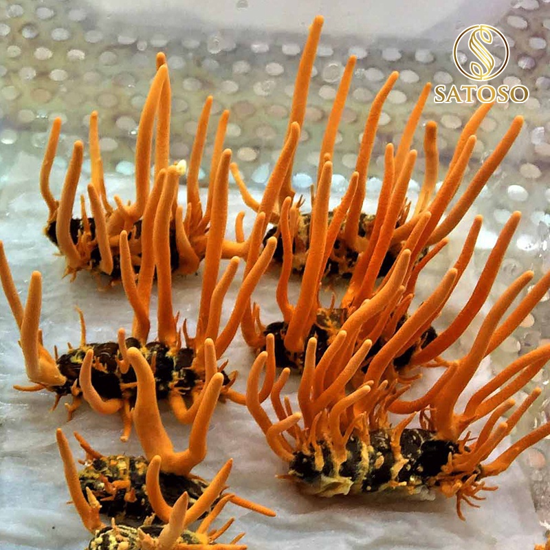 Đông trùng hạ thảo nguyên con thương hiệu SATOSO 10 Con SA006