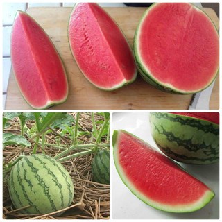 Hạt giống Dưa hấu không hạt (Thái Lan) 0.5gr