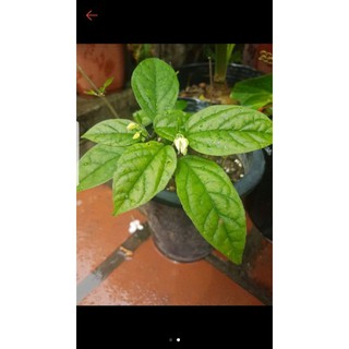 Cây giống hoa ngọc nữ