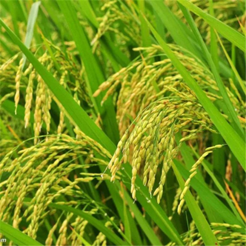 Hạt giống lúa nếp nhung năng suất cao túi 750g