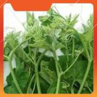 HẠT GIỐNG BÍ SIÊU NGỌN THÂN MẬP GÓI 20 GRAM
