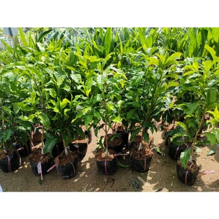 Chậu cây vú sữa hoàng kim