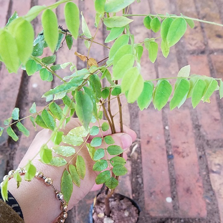 CÂY GIỐNG KHẾ SIÊU NGỌT, SIÊU SAI QUẢ