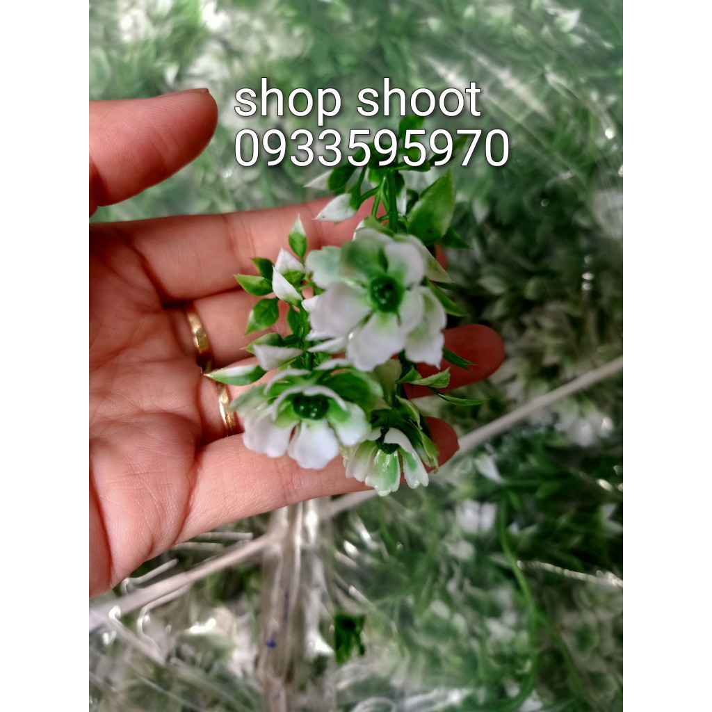 Cỏ ký - điểm hoa cúc