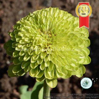 50h Hạt Giống Hoa Cúc Lá Nhám Kép Chanh TG76 (C4.201| -KD: B41*V73*M022)
