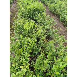 Cây Giống Chanh Tứ Quý (Chuẩn Giống Cây Trồng)