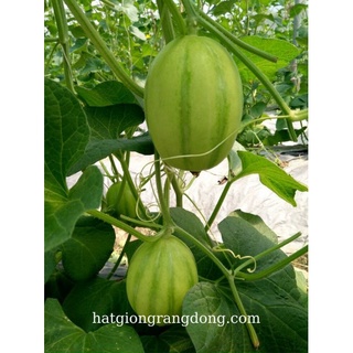 Hạt giống Dưa Lê Hàn Quốc (5 hạt/gói) cao cấp dành cho gia đình, trái ngon ngọt