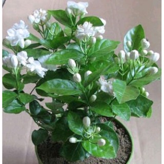 Chậu Hoa Lài Nở Hoa Thơm