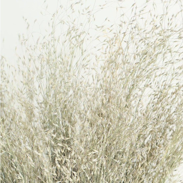 Hoa gạo khô trang trí ❤️FREESHIP❤️ Cỏ gạo Indian Rice Grass decor phong cách Bắc Âu retro vintage