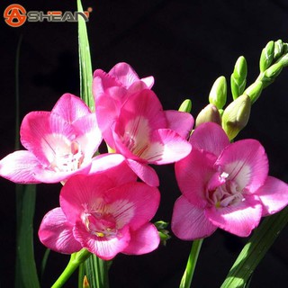 Combo 10 củ giống hoa lan nam phi -vườn hoa hà thành