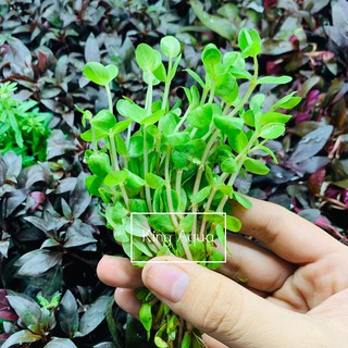 Cây thủy sinh vảy ốc đỏ (Hậu cảnh) (Chỉ ship miền Bắc và đầu miền Trung)