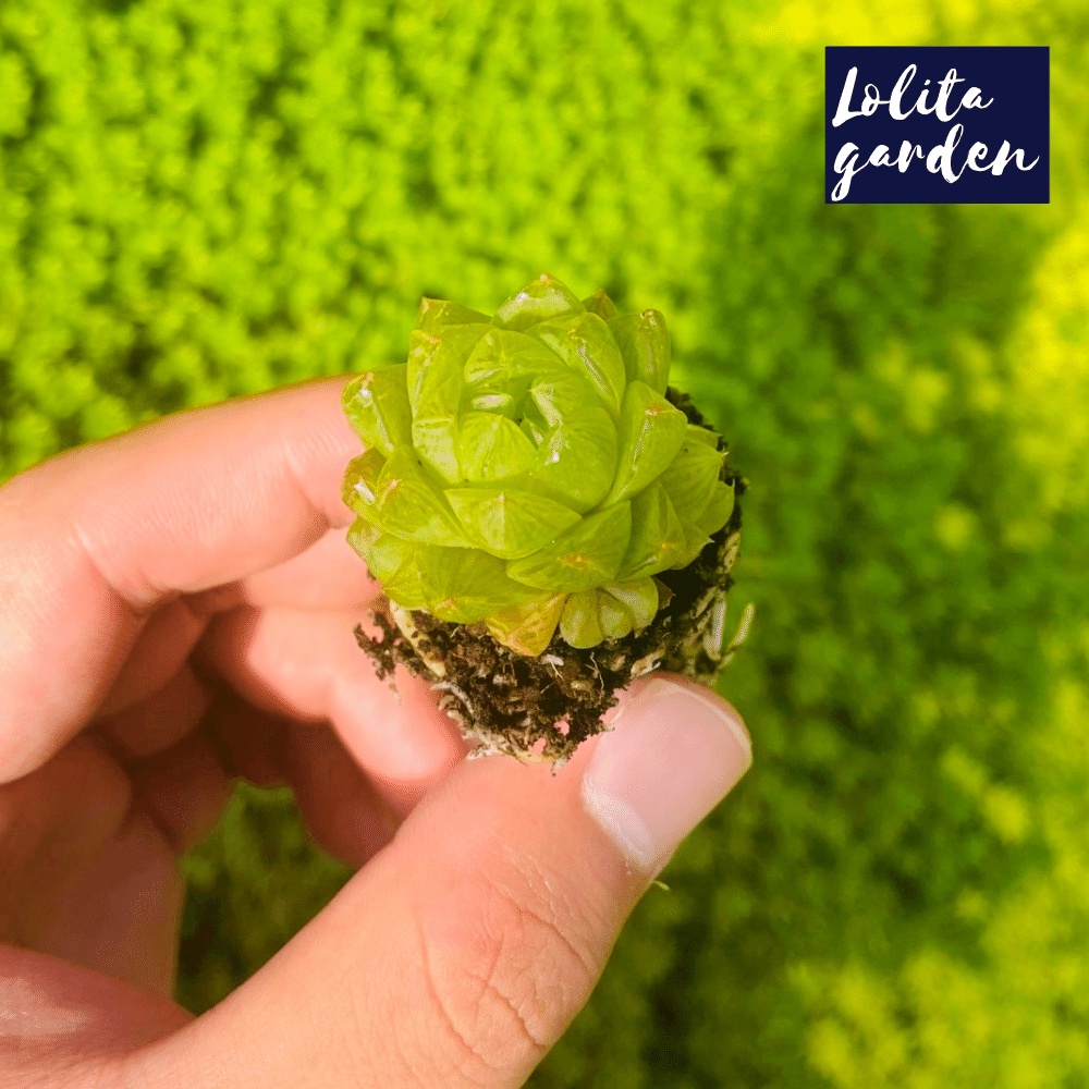Sen đá ngọc lá bé Đà Lạt size mini cây cảnh trang trí nhà cửa Lolita garden