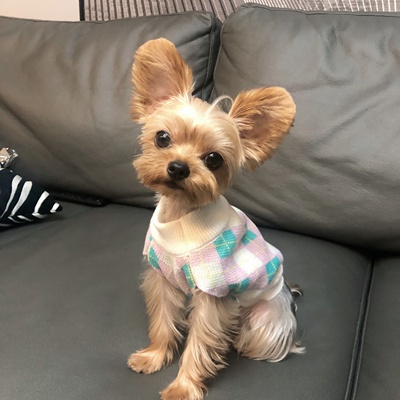 Áo len họa tiết quả trám màu tươi dành cho thú cưng