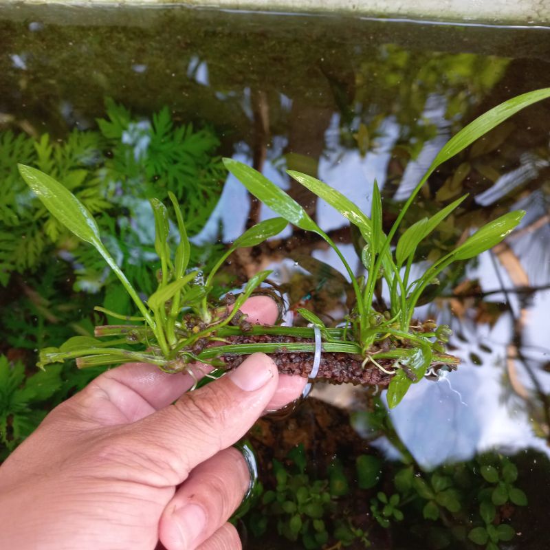 Cây thủy sinh lan nước trên thanh giá thể napad CTS20