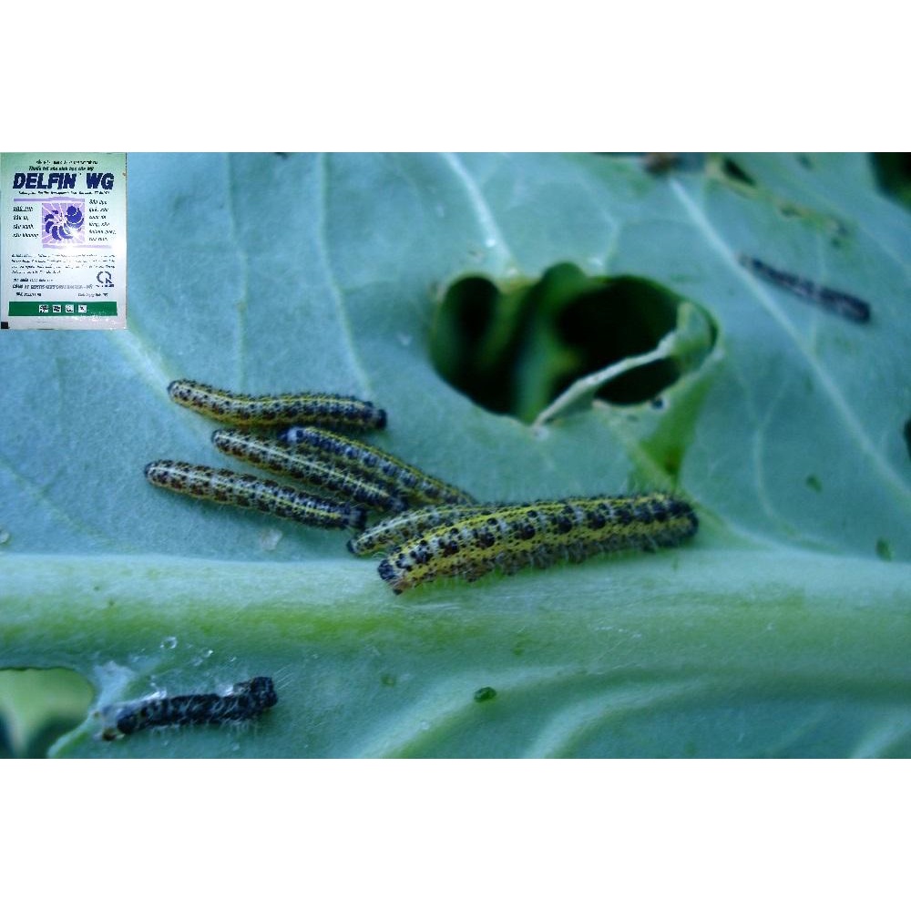 Diệt sâu vi khuẩn Delfin WG 50 gram an toàn cho gia đình trồng rau sạch  USA