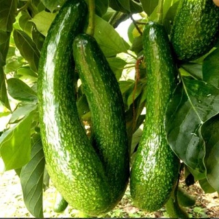 BƠ 034 VƯỜN LÂM ĐỒNG(SIZE 2QUẢ/1KG)