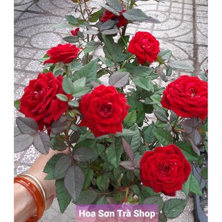 (VHST - GIAO TP.HCM 1-5H) HOA HỒNG TỶ MUỘI HÀ LAN, thơm, siêu hoa.