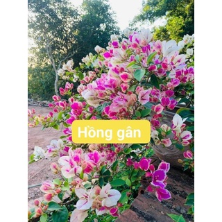 Hoa giấy hồng gân