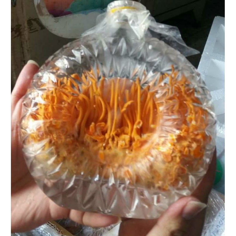 Đông Trùng Hạ Thảo Khô - Đông Trùng Hạ Thảo Sấy Thăng Hoa Lọ 15g | BigBuy360 - bigbuy360.vn