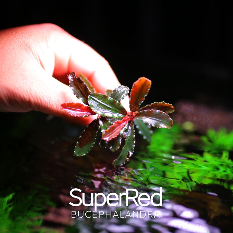 Bucep Super Red | Cây thủy sinh lá siêu đỏ | hàng ngọn | lá cạn