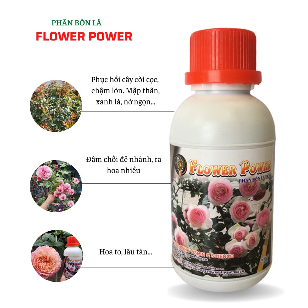 Bộ 5 Phân Bón Sinh Học Chăm Sóc Và Dưỡng Cây Hoa Hồng Tại Nhà