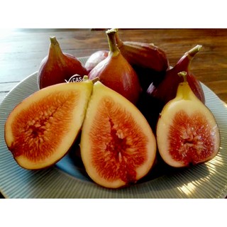 CÀNH CHIẾT SUNG MỸ