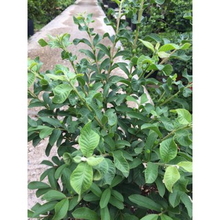 Cây 🌲 Ổi xá lị (đang hoa đang trái)