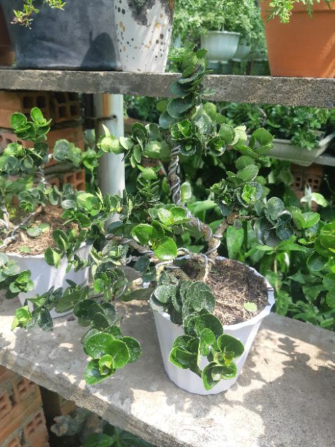 Cây siro Đài Loan bonsai TẶNG CHẬU