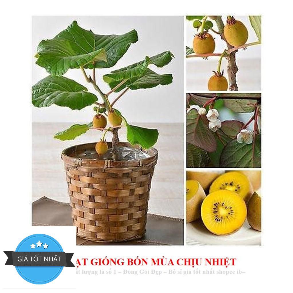 Hạt giống Kiwi lùn - Kiwi bonsai F1 ĐẾN MÙA TRỒNG TẾT