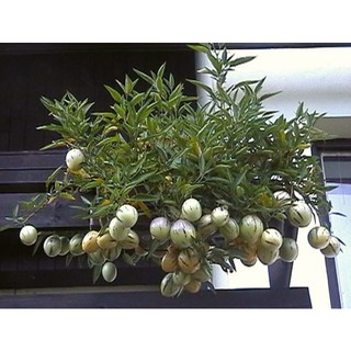 Hạt giống Dưa Pepino