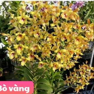 Lan denro nắng bò vàng trưởng thành