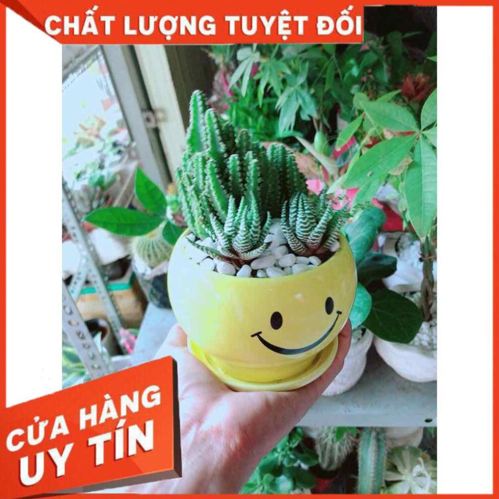 Chậu Xương Rồng Thanh Sơn+ Móng Rồng Nhiều Người Mua