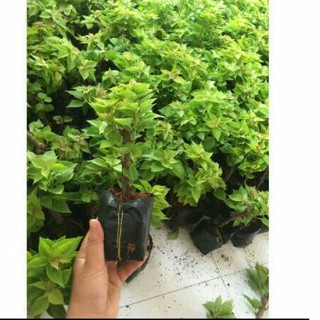 100 cây hoa giấy mỹ tặng 5 cây
