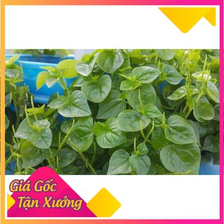 Hạt Giống Rau Càng Cua 0.5gr