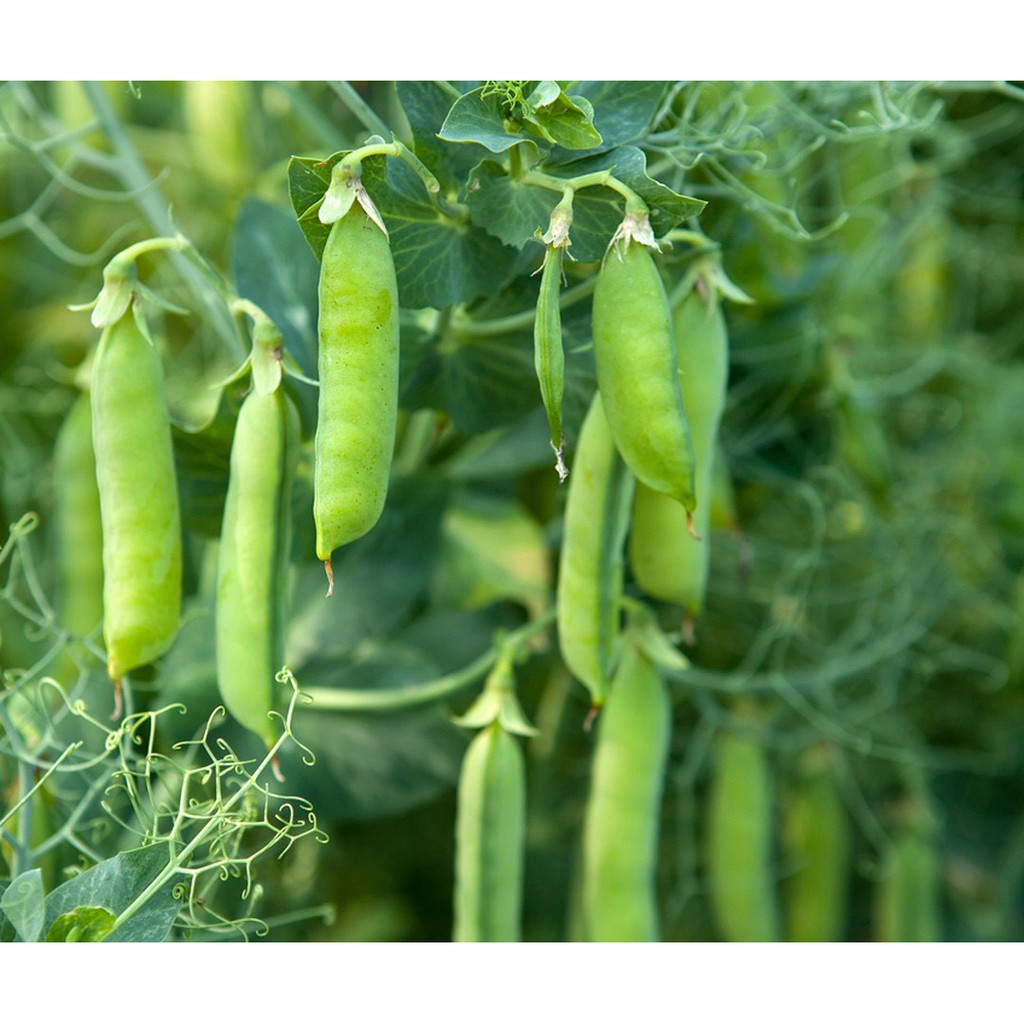 Hạt Giống Đậu Hà Lan F1 loại dễ trồng năng suất cao chống sâu bệnh [gói 200gram ,500gram,1kg]