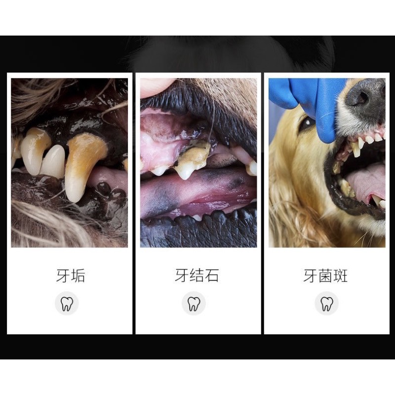 Dụng cụ cạo vôi răng bằng thép không gỉ an toàn cho thú cưng