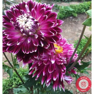 Củ Giống Thược Dược Ngoại Giống Hoa