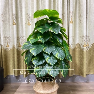 Cây trầu bà cao cấp 110cm