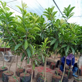 Cây hồng xiêm xoài loại choai đang ra hoa và quả