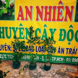 Cây ổi sim nhật