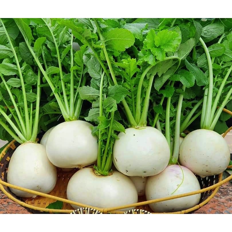 Hạt giống củ cải trắng White Flavor - tỷ lệ nảy mầm 97%