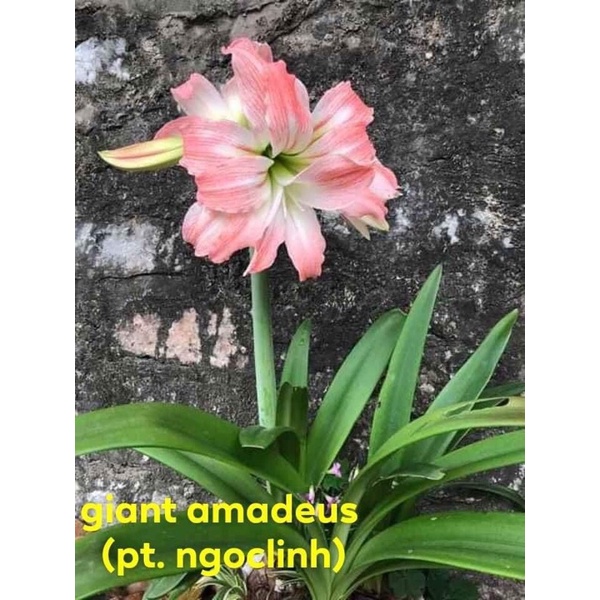 Củ hoa lan huệ (amaryllis, loa kèn) ngoại nhập cánh kép nhiều loại (đảm bảo mặt hoa)