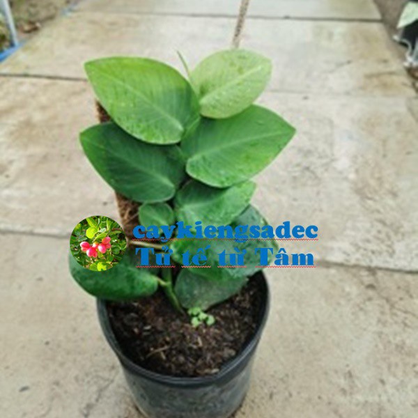 Caykiengsadec - Dây leo Tắc kè thái+ tặng phân bón - hoa kiểng lá-trang trí nội thất cảnh quan sân vườn ngoài trời